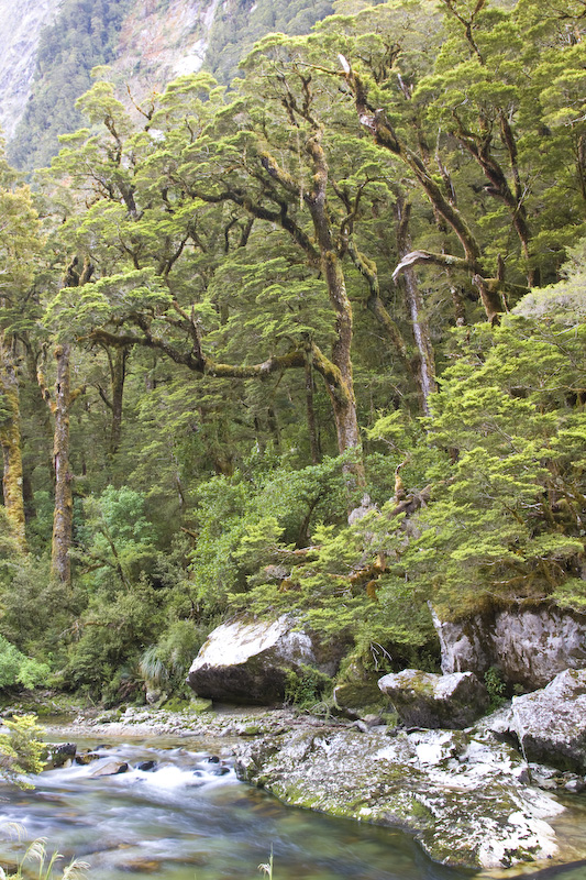 Forest Along Shore OF Clinton River